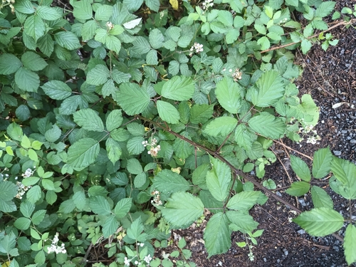 Rubus bifrons, photograph 6