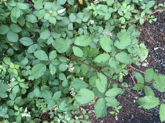 Rubus bifrons, photograph (c) Vladimír Fuka, some rights reserved (CC BY)