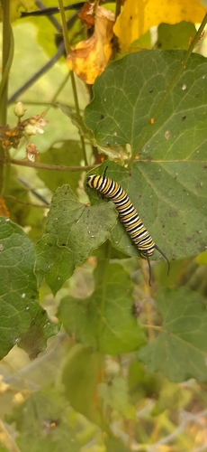 Monarch