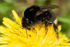 Bombus soroeensis