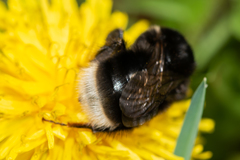Bombus soroeensis
