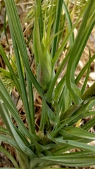 Tragopogon dubius