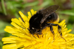 Bombus soroeensis