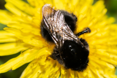 Bombus soroeensis