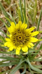 Tragopogon dubius