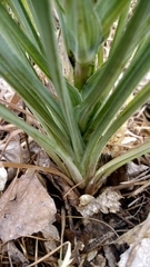 Tragopogon dubius