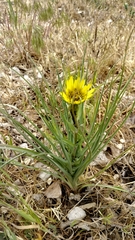 Tragopogon dubius