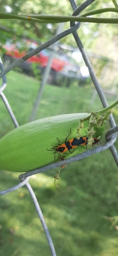 Large Milkweed Bug