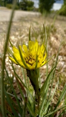 Tragopogon dubius