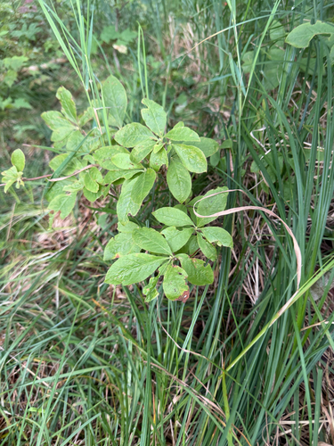 Rhododendron roseum observed 2026-08-15