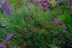 Carpacoce spermacocea
