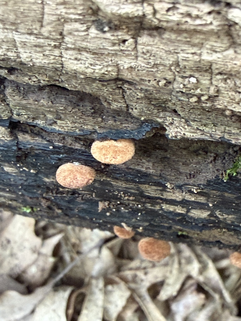 Saffron Crep · August 2026 · photo: Photo: (c) Julie Travaglini, some rights reserved (CC BY) · iNaturalist