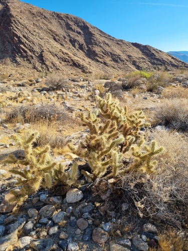 Cylindropuntia ganderi
