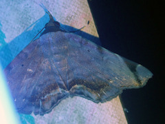 Mecodina leucosticta