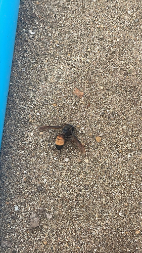 Lesser Banded Hornet