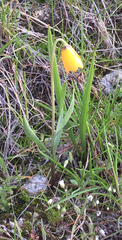 Fritillaria pudica