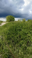 Lycium barbarum