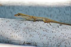 Anolis unilobatus