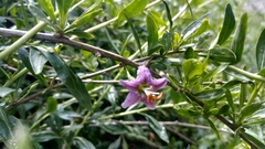 Lycium barbarum