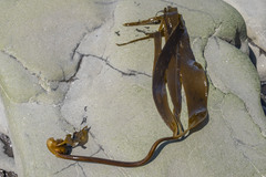 Laminaria yezoensis