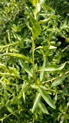 Lycium barbarum