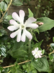 Silene × hampeana