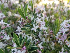Daphne × burkwoodii