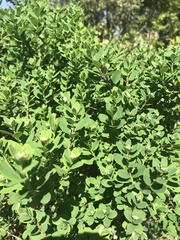 Wikstroemia