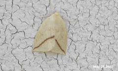 Descoreba simplex