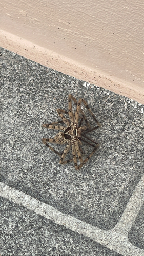 Pantropical Huntsman Spider