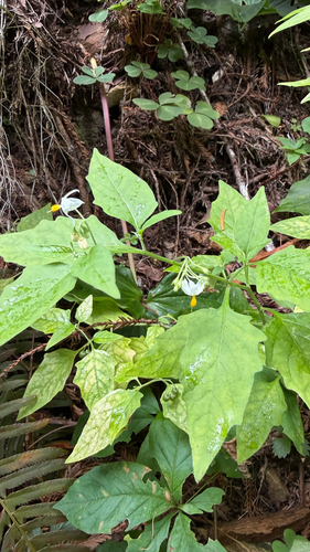 Solanum furcatum, photograph 5