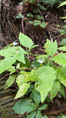 author not stated, no rights reserved Solanum furcatum, photograph author not stated, no rights reserved
