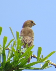 Sporophila minuta