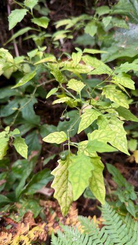 Solanum furcatum, photograph 4