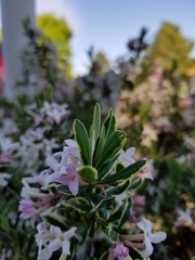 Daphne × burkwoodii