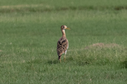 Upland Sandpiper