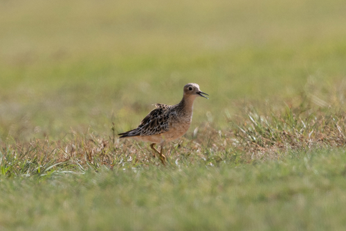Buff-breasted Sandpiper