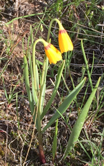 Fritillaria pudica