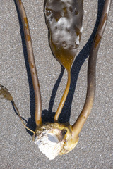 Laminaria yezoensis