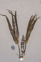 Laminaria yezoensis