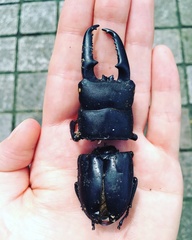 Serrognathus titanus platymelus