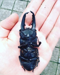 Serrognathus titanus platymelus