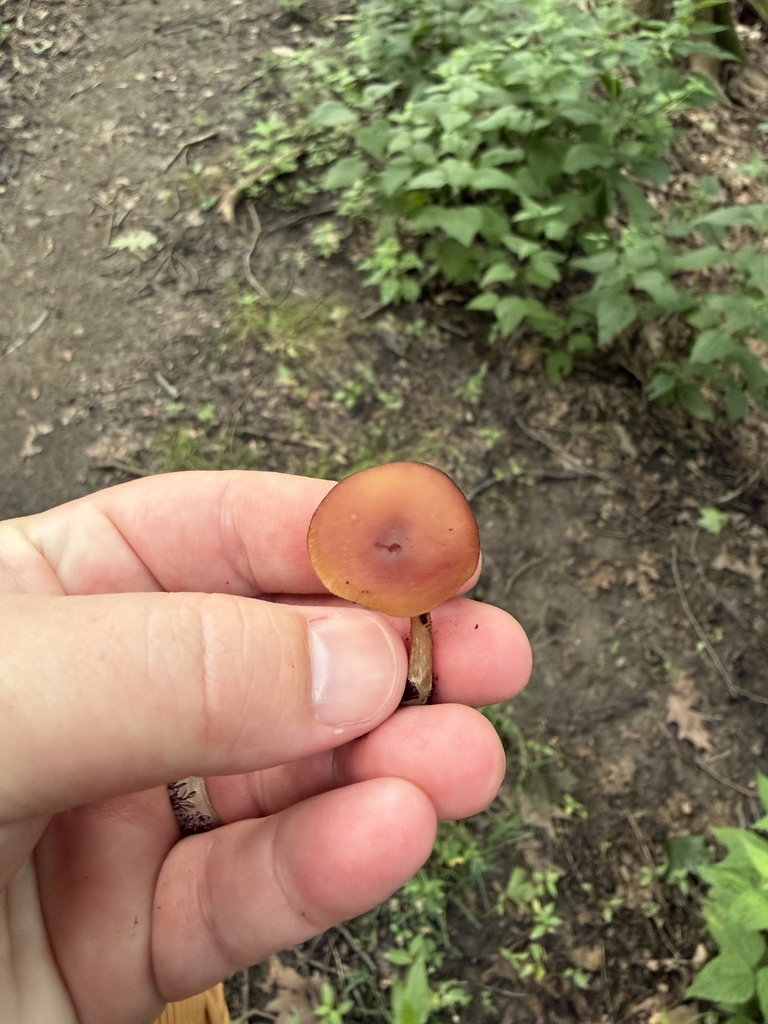 Purple-edged Lute · August 2026 · photo: Photo: (c) Julie Travaglini, some rights reserved (CC BY) · iNaturalist