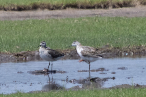 Wilson's Phalarope