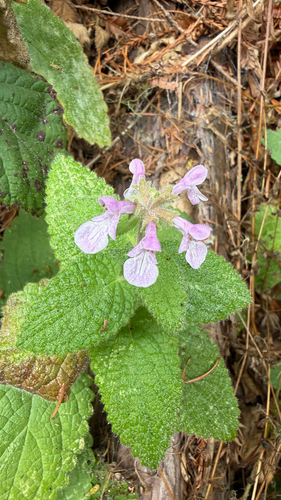 Stachys bullata, photograph 1