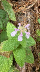 Stachys bullata