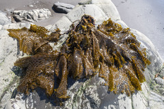 Thalassiophyllum clathrus