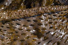 Thalassiophyllum clathrus