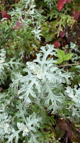 Eriophyllum staechadifolium, photograph 4