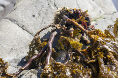 Thalassiophyllum clathrus